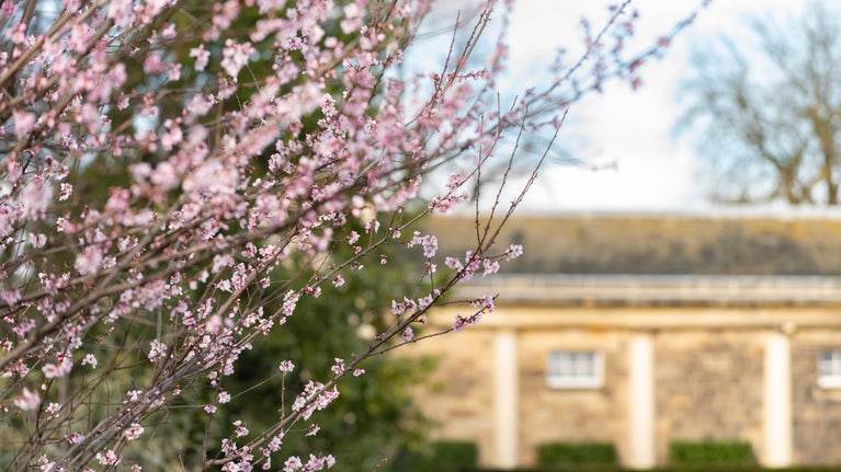 Blossom in the gardens at Nostell in the foreground and Orangery in the background